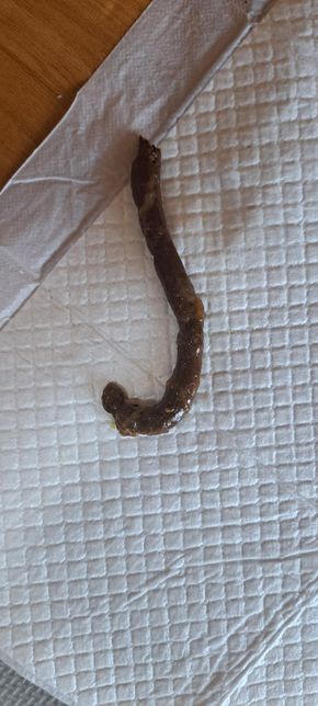 혐 주의)강아지 변 상태 괜찮걸까요???의 0번 째 이미지