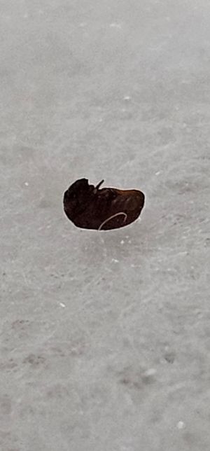 살려주세요 이거 무슨 벌레일까요?..휴지로잡은거에요..의 0번 째 이미지