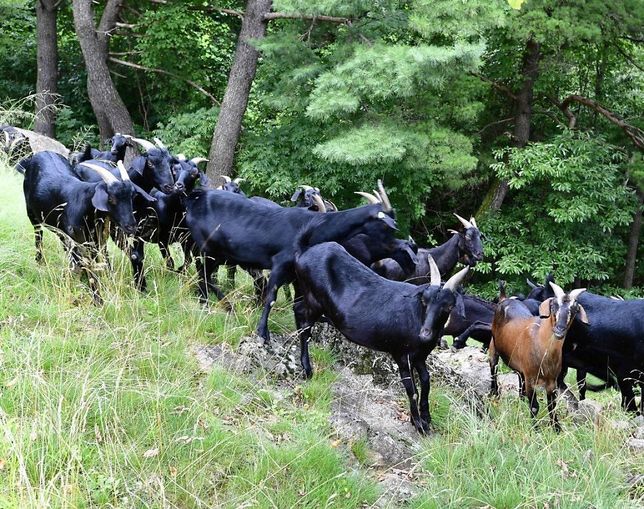 야생에 도망가서 문제를 일으키는 유기흑염소를 막아낼 대책은 없을까요?의 2번 째 이미지