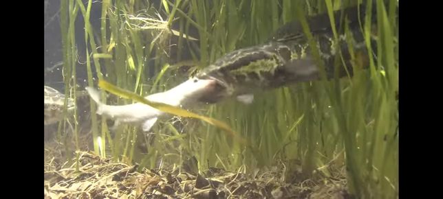 도자기가 자연의 물 밑에 가라앉은 채 버려지면 오염이 되지 않고 생물들의 은신처가 될 수 있을까요?의 2번 째 이미지