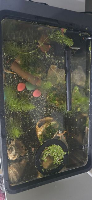 음성수초인 모스가 죽는 이유가 뭔가요?의 1번 째 이미지