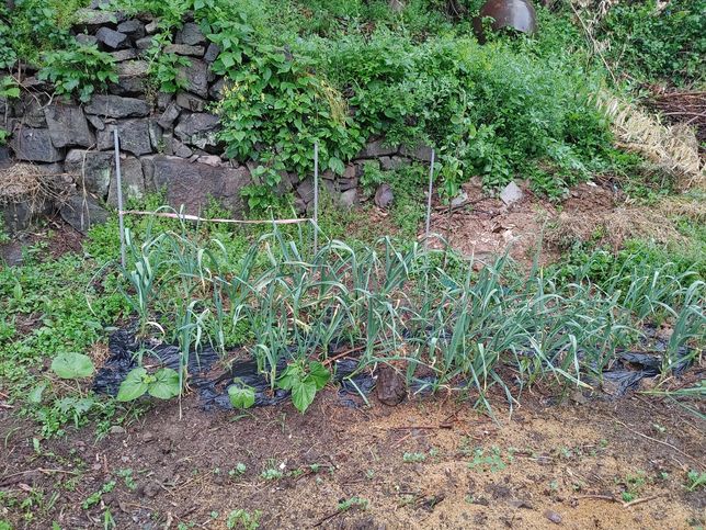 비가 많이 올 때 채소가 더 잘 자라는 이유가 무엇인가요?의 1번 째 이미지