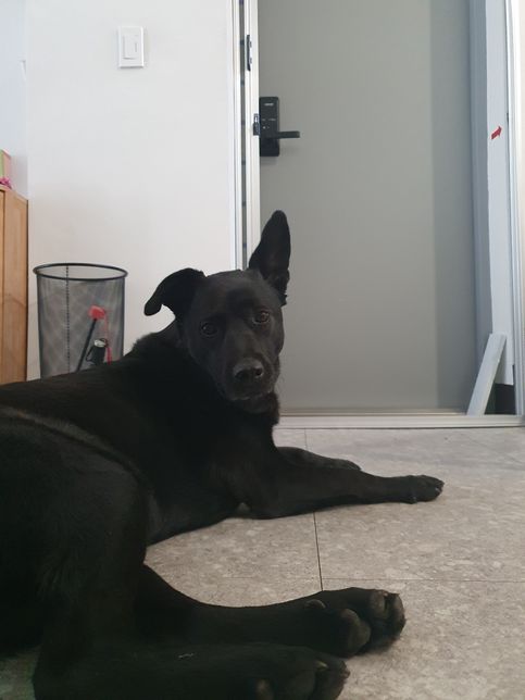 대형견 며칠전부터 한쪽귀만 왜 세울까요?의 0번 째 이미지