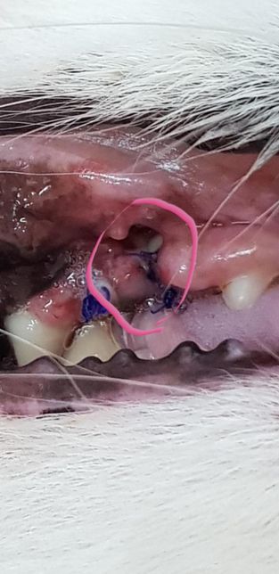 강아지 상악 큰어금니 발치후 구멍이보여요?의 0번 째 이미지