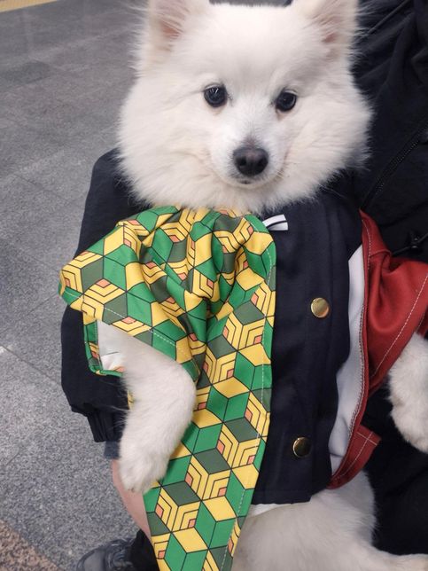 우리강아지 귀멸의 칼날못입혔는데 어때요?의 1번 째 이미지