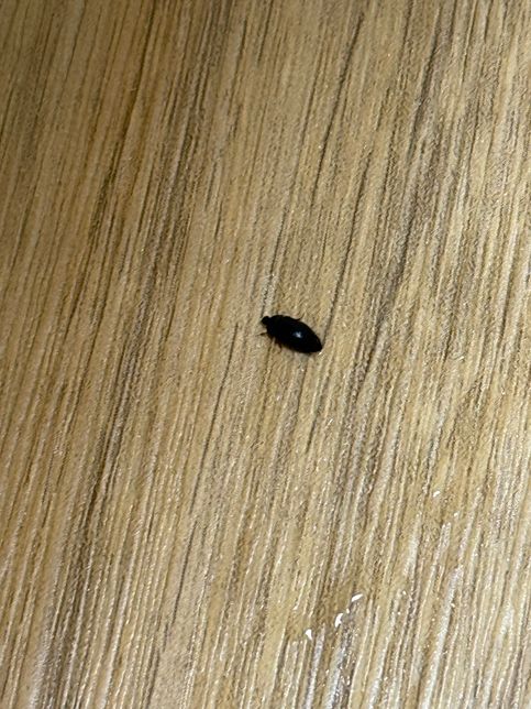 집에서 자꾸 이 벌레가 나오는데 무슨 벌레인가요?의 0번 째 이미지