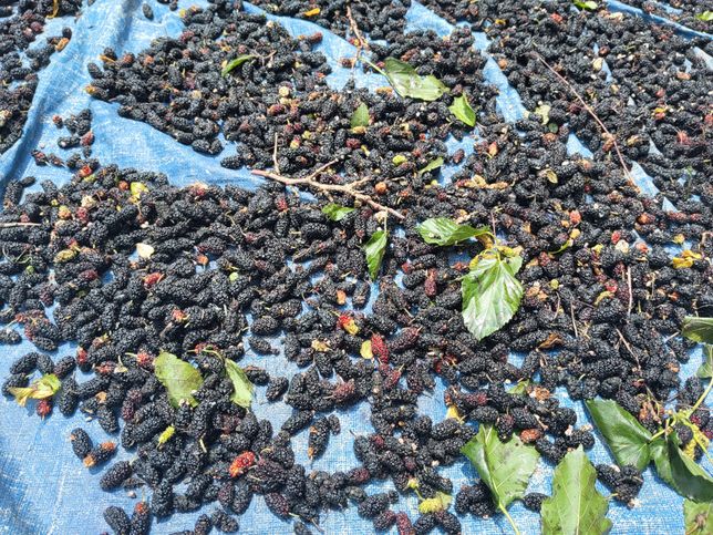 오늘 오디가 많이 달려 있길래 엄청 땄습니다. 어떻게 먹으면 좋을까요?의 0번 째 이미지