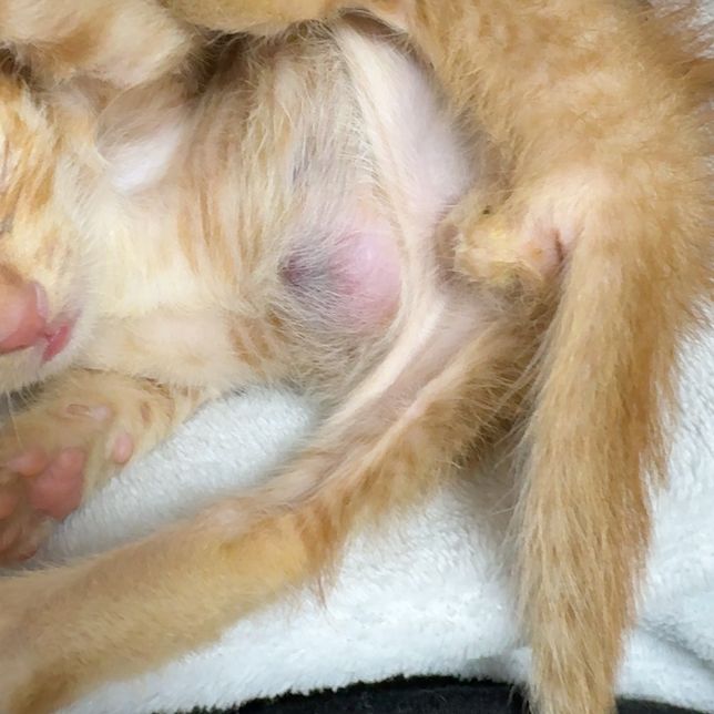 새끼 고양이 배쪽에 혹?이 있어요 뭔지 알려주세요의 0번 째 이미지