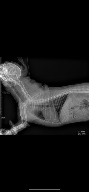 강아지 엑스레이에 문제점 있는지 봐주세요의 0번 째 이미지