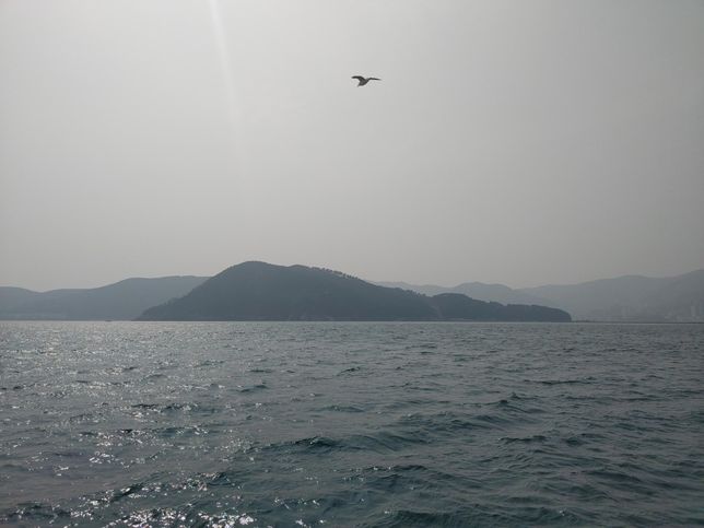 우리나라 국내에 아비도래지는 왜 거제도에 집중되어 있나요?의 0번 째 이미지