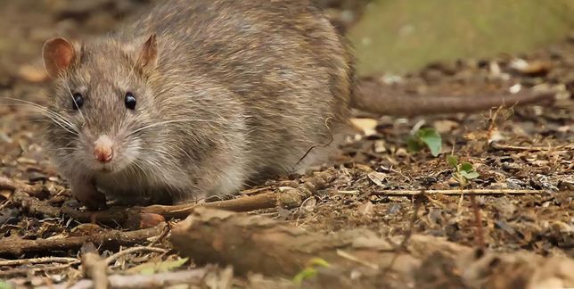 안녕하세요 애완용 시궁쥐(래트)는 겁이 많고 얌전한 성격이라던데.의 0번 째 이미지
