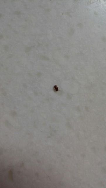 혹시 이거 바퀴벌레 새끼 인가요?????의 0번 째 이미지