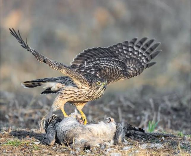 맹금류 중 숲에 사냥꾼인 참매도 죽은 동물의 고기를 먹나요?의 1번 째 이미지