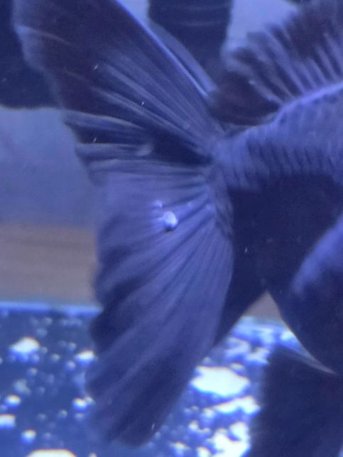 오란다금붕어 꼬리에 하얀 풀같은게 뭘까요?의 0번 째 이미지