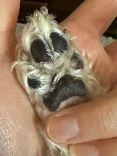 강아지 발바닥이 너무 약한데 개선이되나요?의 1번 째 이미지