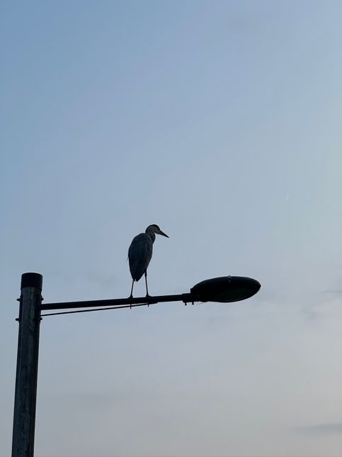 동네 천에 보이는 이 새의 이름은 뭘까요?의 0번 째 이미지