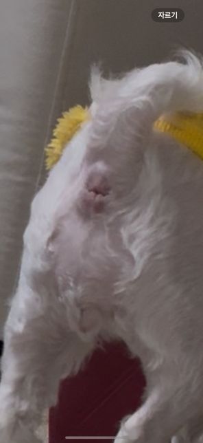 강아지 똥싸고 나서 똥꼬에 빨간색? 뭐가보여요의 2번 째 이미지