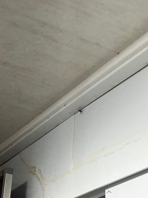 벌레종류 문의 드립니다. (벌레 사진 첨부합니다)의 1번 째 이미지