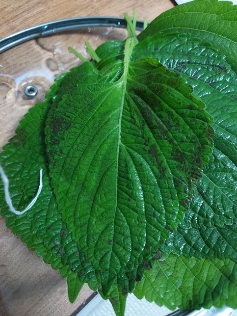 깻잎에 검은 얼룩 같은게 있는데 먹어도 되나요?의 0번 째 이미지