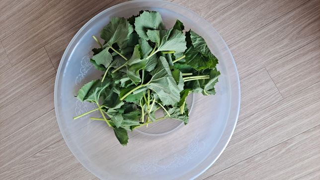 산나물에 대해서 궁금한거 질문합니다.의 0번 째 이미지