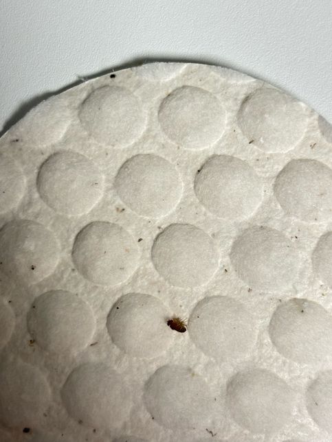 이 벌레 이름과 특징이 궁금합니다..의 0번 째 이미지