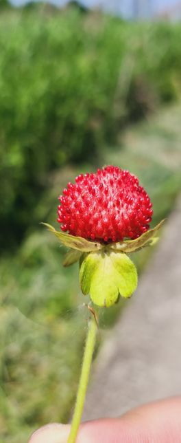 산책로 걷다가 보이는 이 열매 이름은 뭘까요?의 0번 째 이미지