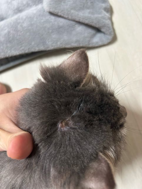 고양이 머리에 딱지가 생겼어요. 병원 가봐야할까요??의 0번 째 이미지