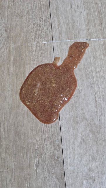 고양이 구토 색이 갈색이랑 피 색깔이 좀 있어요의 2번 째 이미지