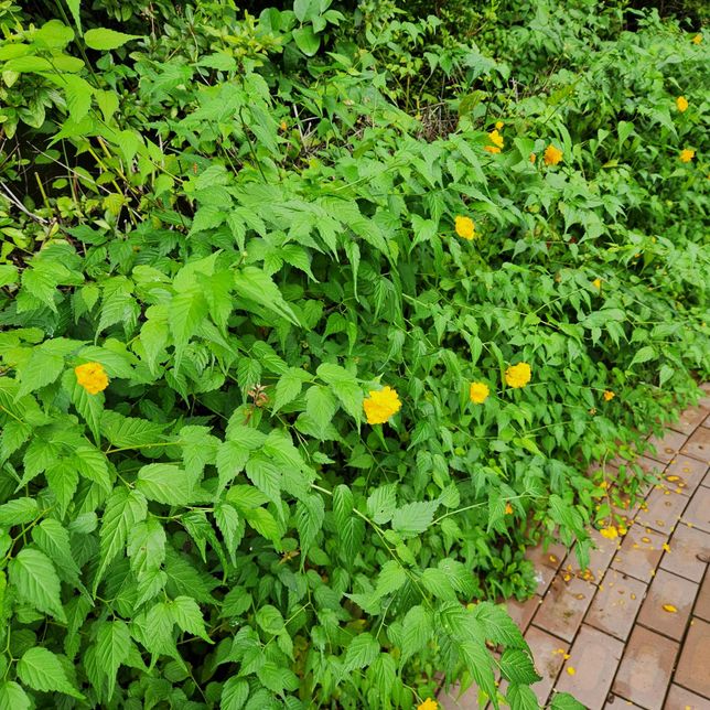 어제 산책하다가 길가에 핀 꽃이 조그만게 이쁘다라구요. 이게 무슨 꽃이죠?의 0번 째 이미지