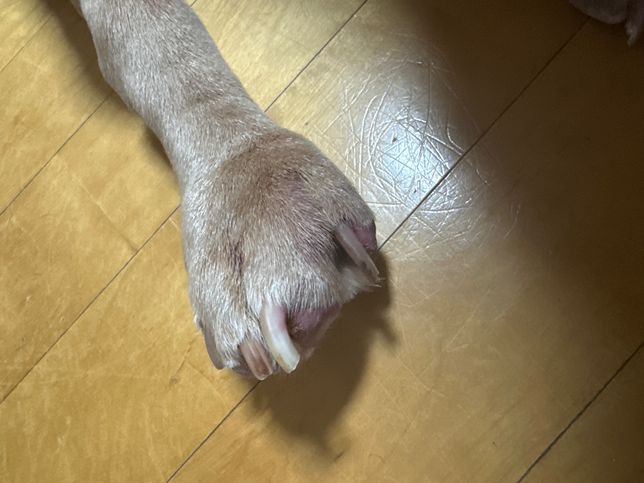 강아지 발 지혈하느라 양말을 신기고 고무줄로 고정해놨는데 그것때문에 부은 것 같아요 집에서 할 수 있는 대처법이랑 병원에 가야하는지도 알려주세요ㅠㅠ의 0번 째 이미지