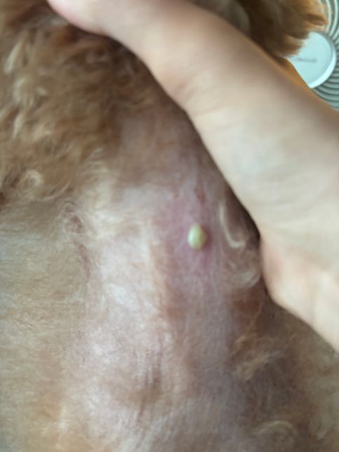 강아지 피부에 초록색깔 여드름 같은게 있는데의 0번 째 이미지