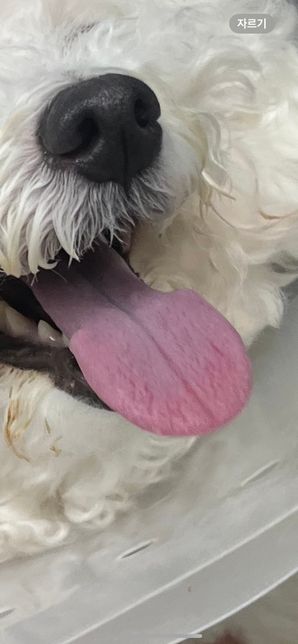 저희집 강아지 청색증 같나요 봐주세요의 0번 째 이미지