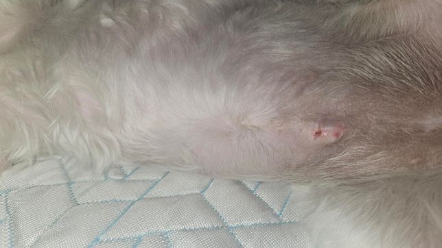 강아지 중성화 후 수술 흉터 조언 구합니다의 2번 째 이미지