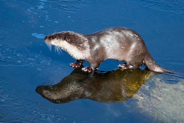 수달이 정말 뉴트리아를 제압해서 사냥할 수 있을까요?의 3번 째 이미지