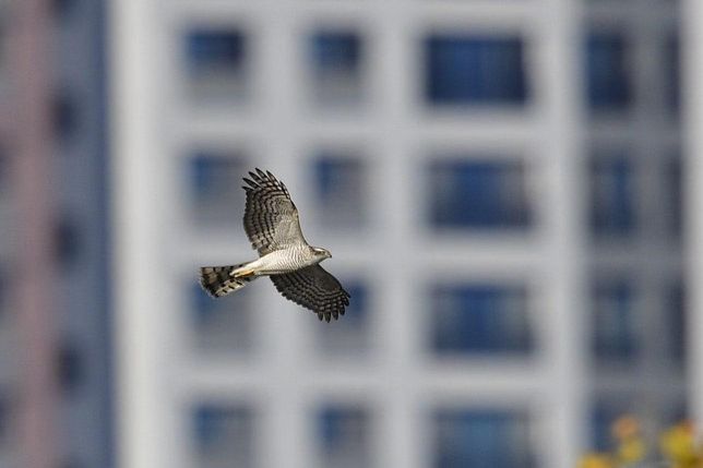 요즘은 왜 맹금류들이 도시에서도 시궁쥐와 비둘기를 사냥해요?의 3번 째 이미지
