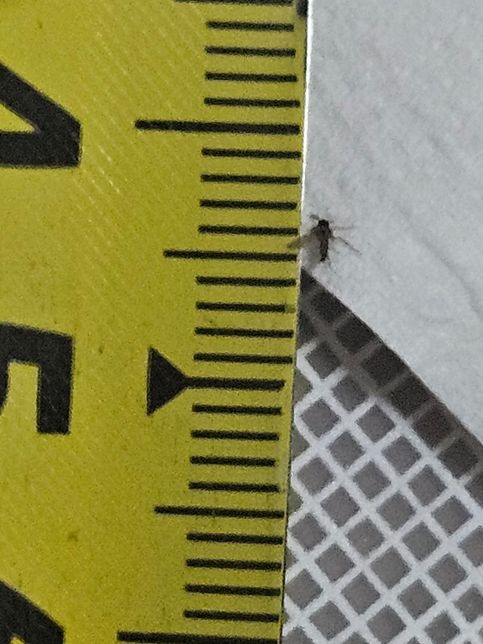 집 천장에 붙어있는 이건 무슨 벌레인가요?의 1번 째 이미지