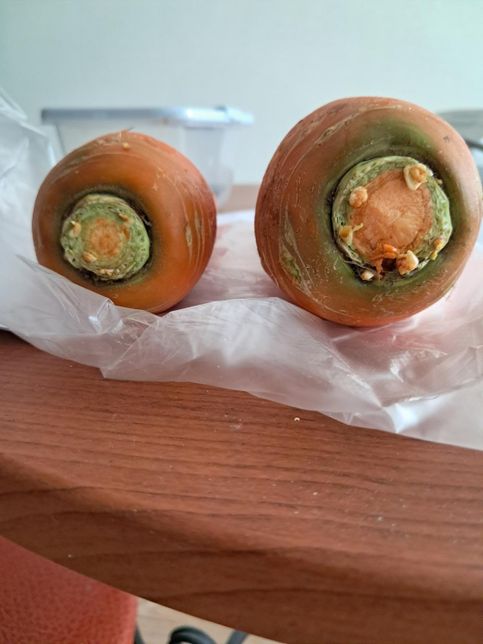 당근에 싹이 난거 같은데 먹어도 되나요?의 0번 째 이미지