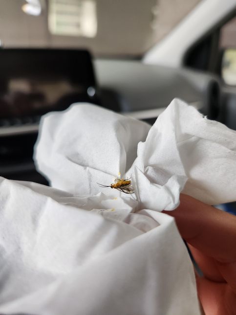 차에서 발견한 벌레 무슨벌레일까요?의 0번 째 이미지