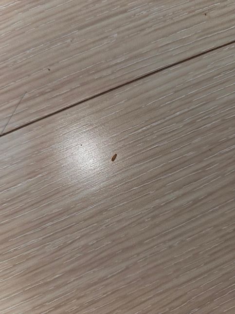 이거 무슨 벌레인가요? 궁금합니다.의 2번 째 이미지