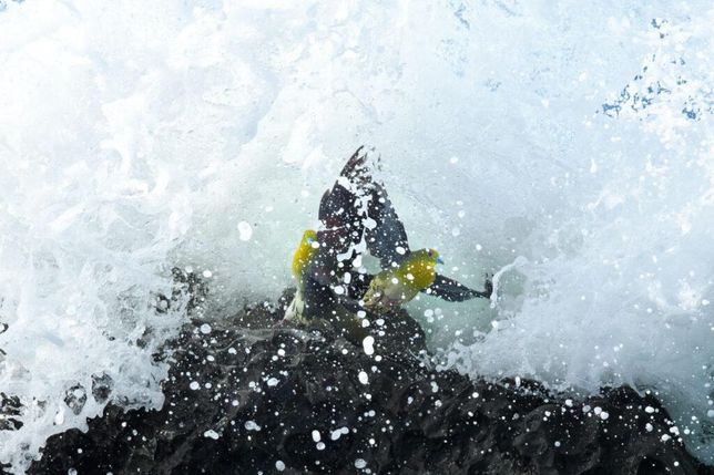 주로 어떤 새들이 바닷가에서 바닷물을 마시면서의 1번 째 이미지