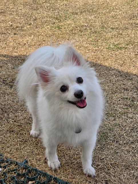 혈토, 혈변을 하는 반려견 증상에 대해 의심되는 질환이 무엇일지 궁금해요의 3번 째 이미지