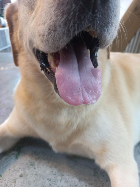 강아지 혀색 좀 봐주세요ㅠㅠ....의 0번 째 이미지