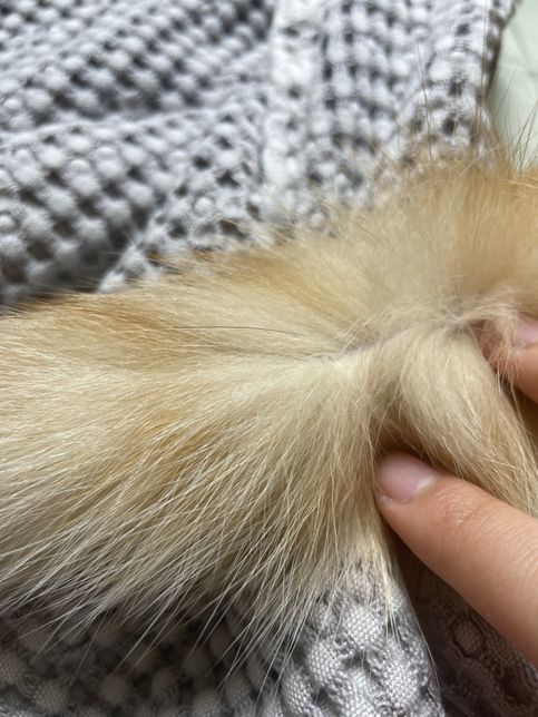 치즈 고양이도 까만 털이 자라나는 건가요?의 0번 째 이미지