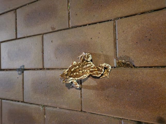 산책하다 발견한 개구리?? 이름이 뭘지 궁금해요의 1번 째 이미지