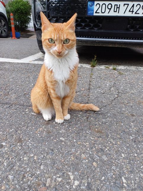 제가 유튜브 보면서 고양이는 참 아기 같고 순수하다라고 해서 좋아하게 됐는데요의 0번 째 이미지