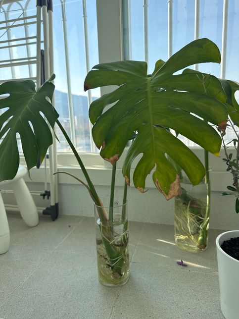 몬스테라 수경재배 후 언제 화분으로 옮겨 심어야 하나요??의 0번 째 이미지