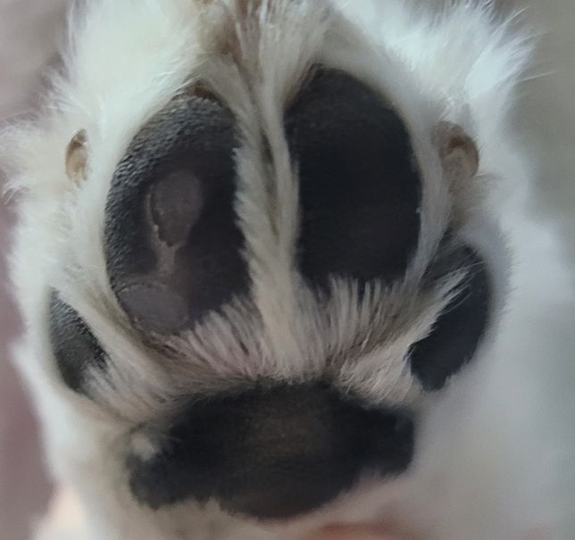 강아지 발바닥이 왜이런가요?ㅠㅠㅠ의 0번 째 이미지