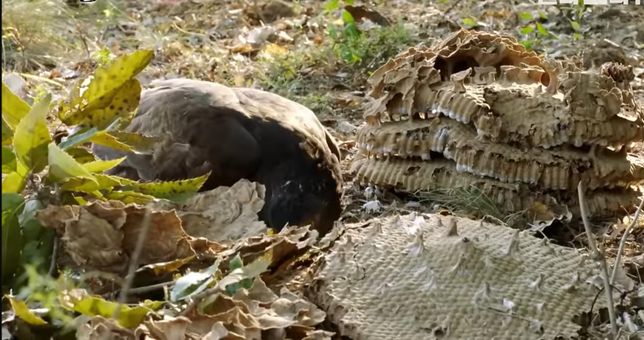 벌매는 정말 발톱으로 땅도 파서 애벌레를 찾을 줄도 아나요?의 0번 째 이미지