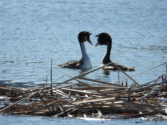 뿔논병아리는 왜 우리나라 습지대에서도 둥지를 틀게 되었나요?의 0번 째 이미지