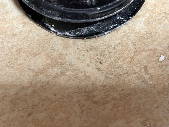 이게 무슨 벌레 인가요? ??????의 0번 째 이미지